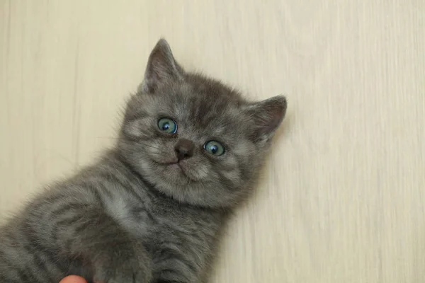 Puszysty Słodkie Kitten Szary — Zdjęcie stockowe