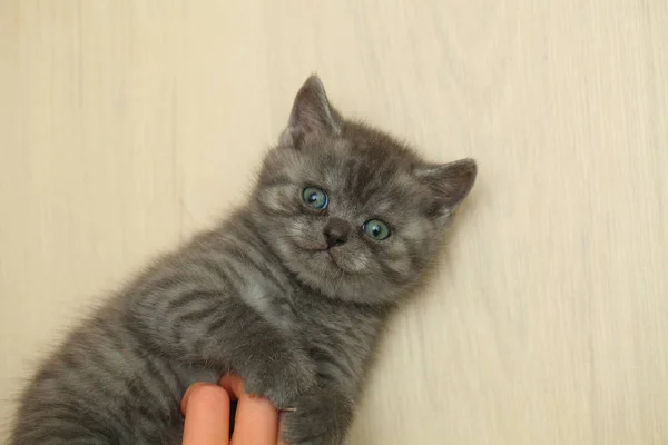 Fluffy Cute Gray Kitten — Stock Photo, Image