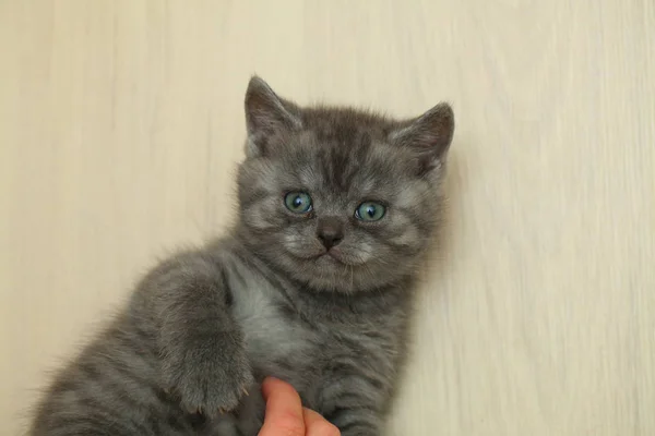 Fofo Bonito Cinza Gatinho — Fotografia de Stock