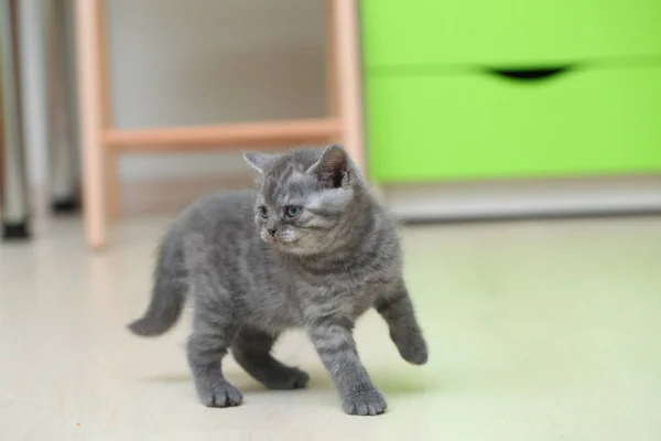 Lindo Gatito Gris Esponjoso — Foto de Stock