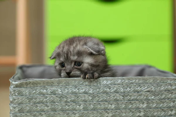 Flauschige Süße Graue Kätzchen — Stockfoto