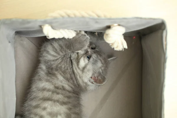 蓬松可爱的灰色小猫 — 图库照片