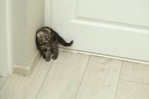 Fluffy Cute Gray Kitten — Stock Photo, Image