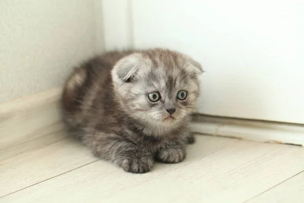 Fluffy Cute Gray Kitten — Stock Photo, Image