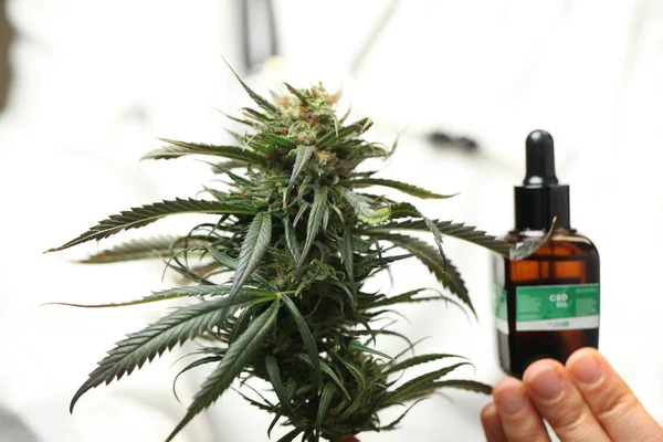 Médico Asimiento Mano Ofrecer Los Pacientes Marihuana Medicinal Aceite Receta — Foto de Stock