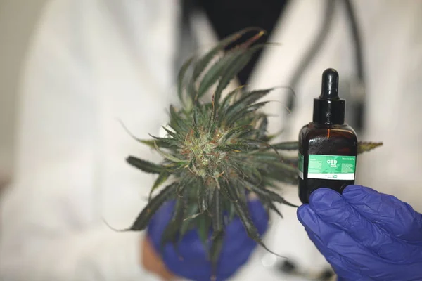 Médico Asimiento Mano Ofrecer Los Pacientes Marihuana Medicinal Aceite Receta — Foto de Stock