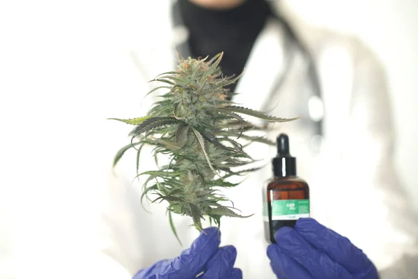 Médico Asimiento Mano Ofrecer Los Pacientes Marihuana Medicinal Aceite Receta — Foto de Stock