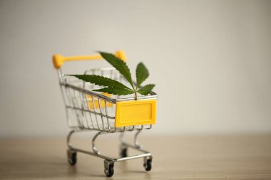 tıbbi esrar teslim kavramı 