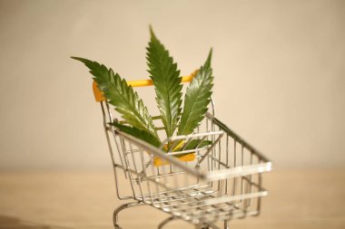 tıbbi esrar teslim kavramı 