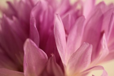 cam vazo içinde sunulan mor laleler yakın çekim 