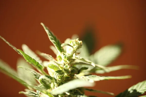 Marihuana Medicinal Cerca — Foto de Stock