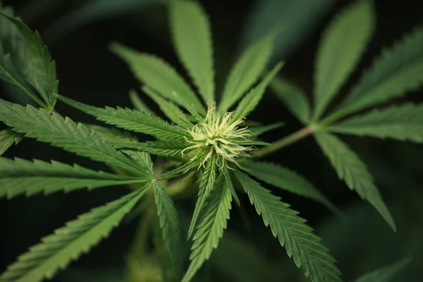 tıbbi esrar bitki çiçek