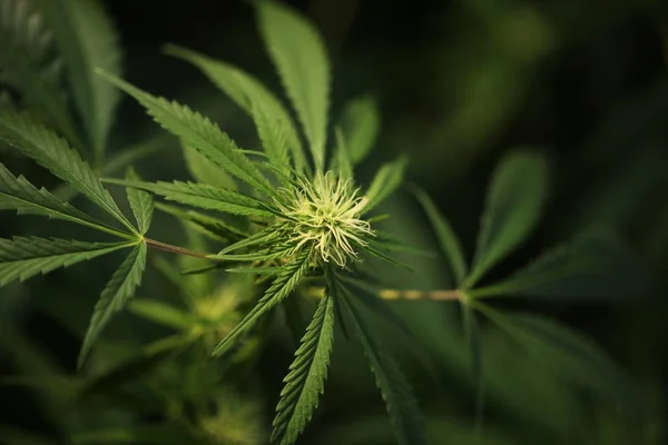 Planta Cannabis Medicinal Florescente — Fotografia de Stock