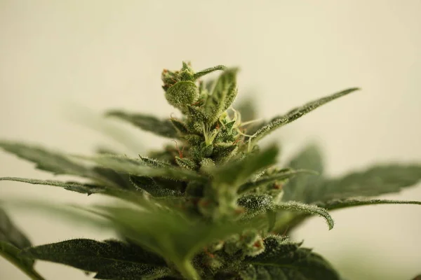 大麻油 — 图库照片