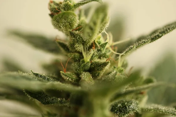 Aceite Cannabis Cbd Cáñamo — Foto de Stock