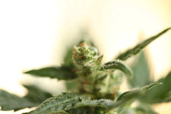 Planta Cannabis Medicinal Cerca —  Fotos de Stock