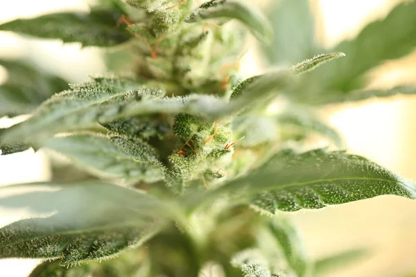 Planta Cannabis Medicinal Cerca — Foto de Stock