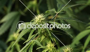 tıbbi esrar bitki yakın çekim 