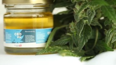 tıbbi esrar bitki yakın çekim 