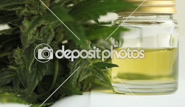 tıbbi esrar bitki yakın çekim 