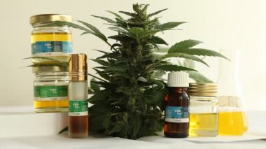 tıbbi esrar bitki yakın çekim 