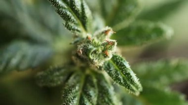 tıbbi esrar bitki yakın çekim 