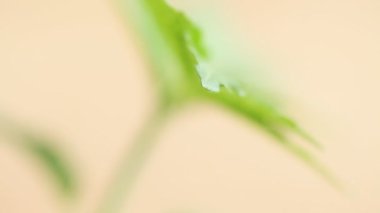 tıbbi esrar bitki yakın çekim 