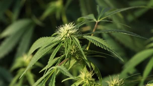 Cannabis Médical Plante Gros Plan — Video