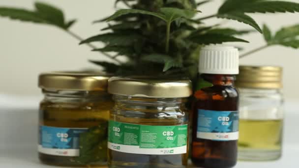 Pianta Cannabis Medica Vicino — Video Stock