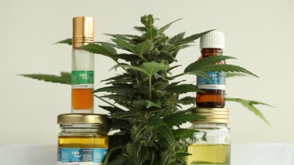 Planta Cannabis Medicinal Close — Vídeo de Stock