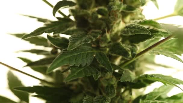 医療大麻植物をクローズ アップ — ストック動画