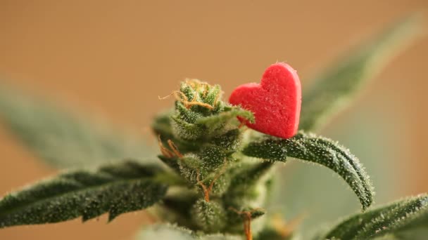 医療大麻植物をクローズ アップ — ストック動画