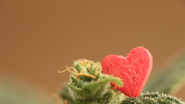 Planta Cannabis Medicinal Cerca — Vídeos de Stock