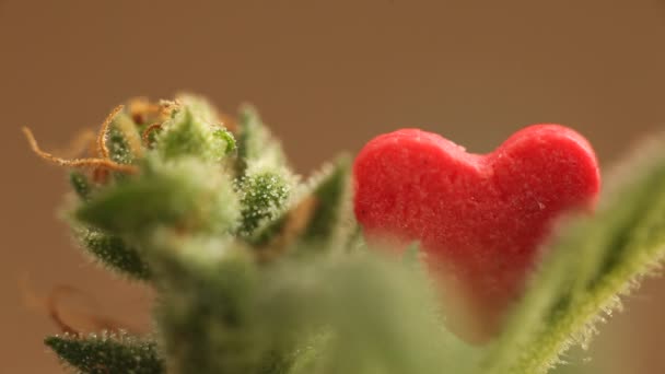 Planta Cannabis Medicinal Cerca — Vídeos de Stock
