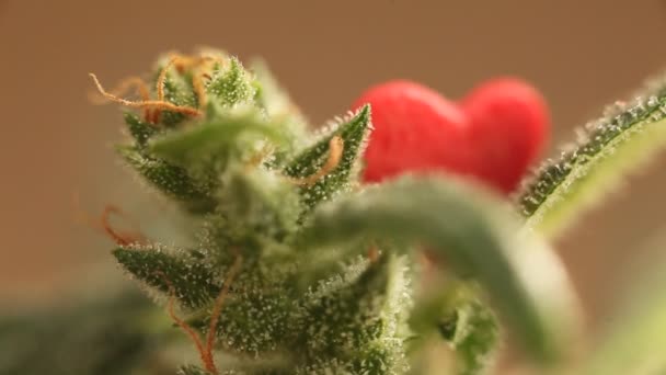 Medicinsk Cannabis Anläggningen Närbild — Stockvideo