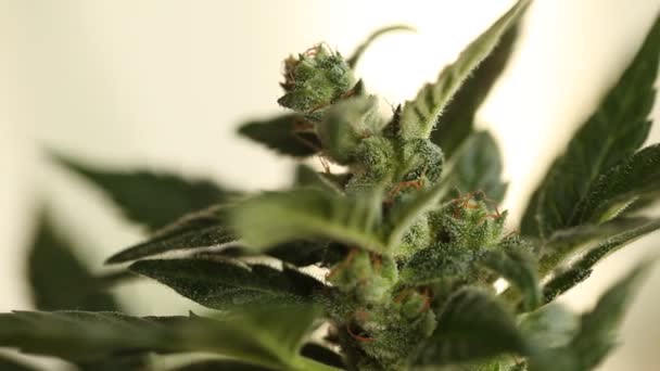 Cannabis Médical Plante Gros Plan — Video