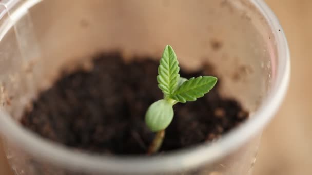 医用大麻植物关闭 — 图库视频影像