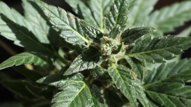 Medizinische Cannabispflanze Aus Nächster Nähe — Stockvideo
