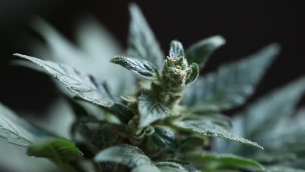 Orvosi Kannabisz Növény Közelről — Stock videók