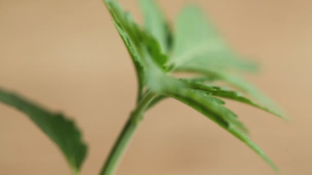 Medizinische Cannabispflanze Aus Nächster Nähe — Stockvideo