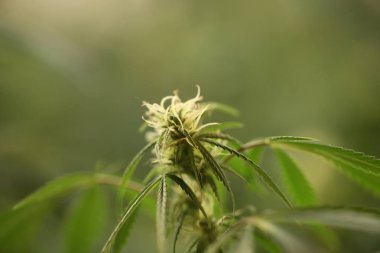 marihuana tıbbi esrar bitki çiçek açan çiçek