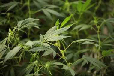 tıbbi esrar bitki çiçek