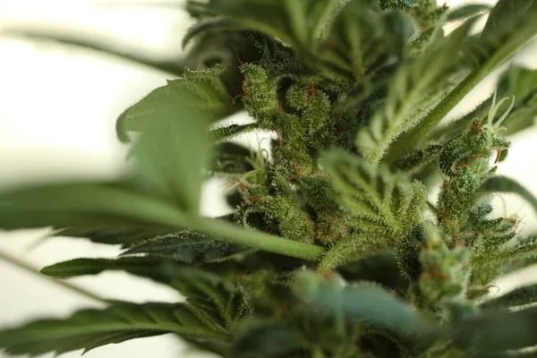 Marihuana Tıbbi Esrar Bitki Çiçek Açan Çiçek — Stok fotoğraf