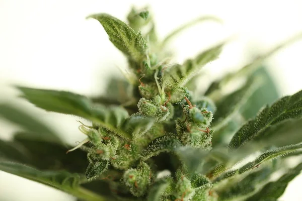 Marihuana Tıbbi Esrar Bitki Çiçek Açan Çiçek — Stok fotoğraf
