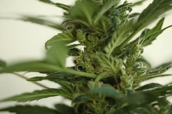 Marihuana Flor Planta Cannabis Medicinal Flor — Foto de Stock