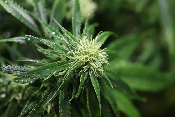 Maconha Flor Florescendo Planta Cannabis Medicinal — Fotografia de Stock