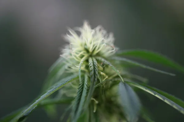 Marihuana Kwiat Kwitnących Roślin Marihuany — Zdjęcie stockowe
