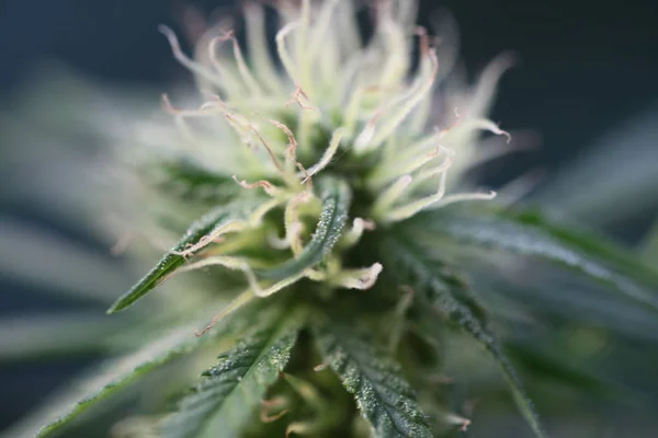 Bloem Van Marihuana Medische Wietplant Bloei — Stockfoto