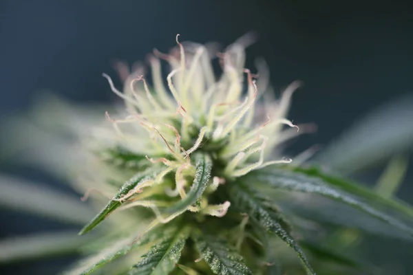 Bloem Van Marihuana Medische Wietplant Bloei — Stockfoto