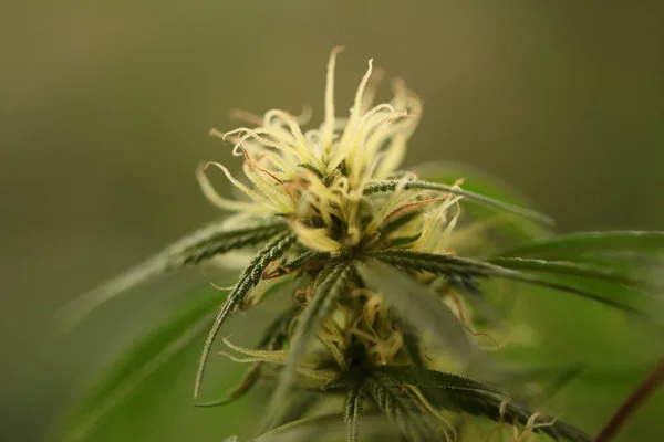 Bloem Van Marihuana Medische Wietplant Bloei — Stockfoto